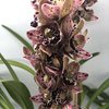 Cymbidium magic vogel...